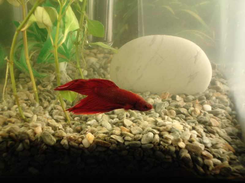 Fencingandbettas044.jpg