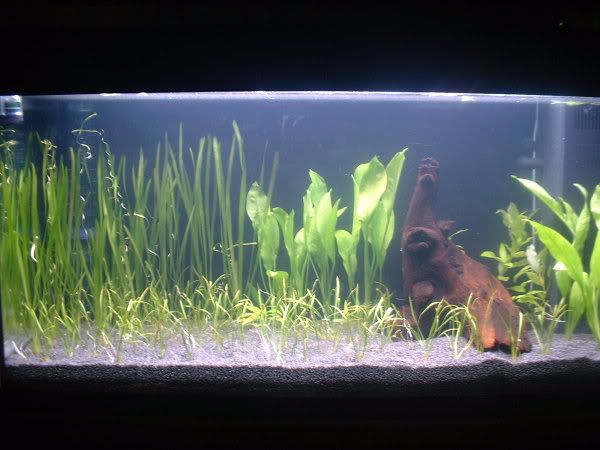 plants.jpg