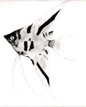 Angelfishdrawing20.jpg