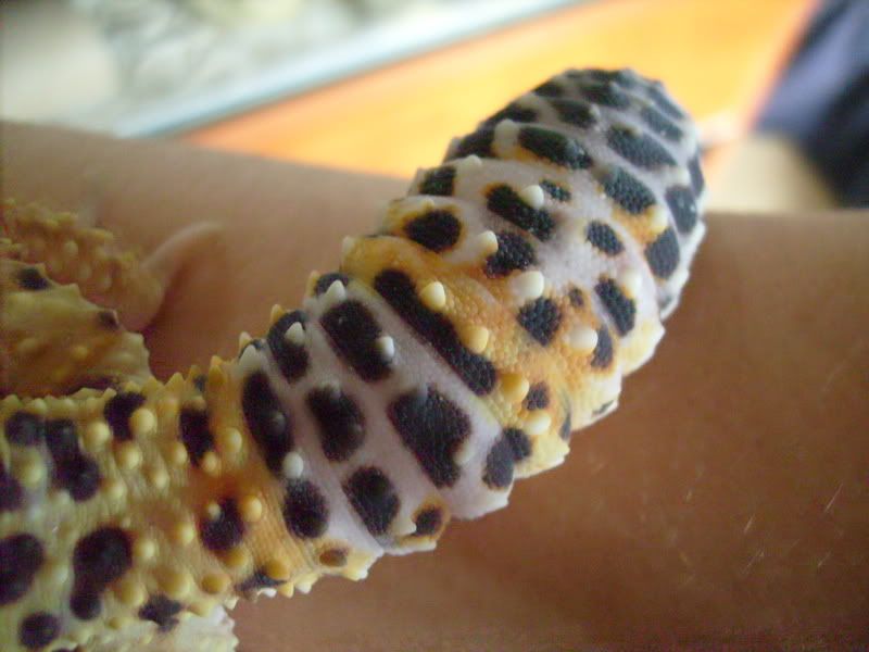 Picsofpetsoctober08099.jpg