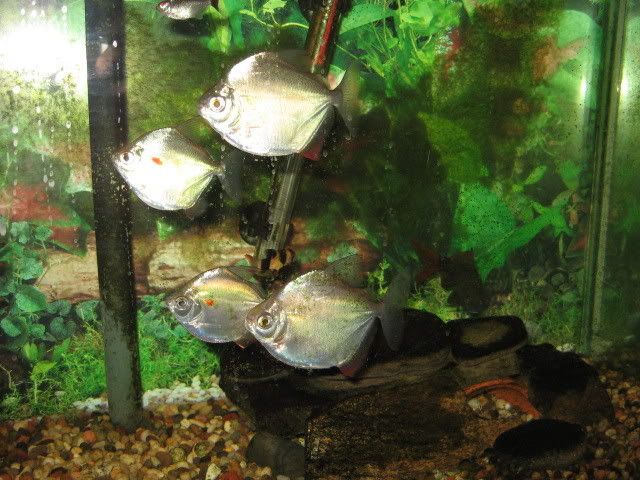fishandplants015.jpg