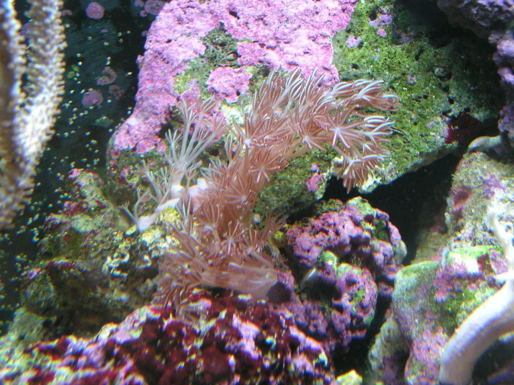 PICT1471.jpg