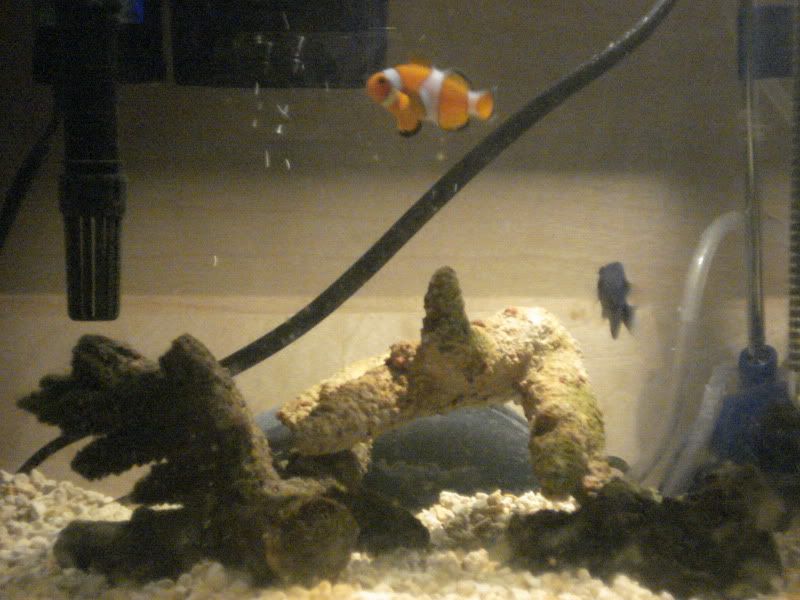fish.jpg