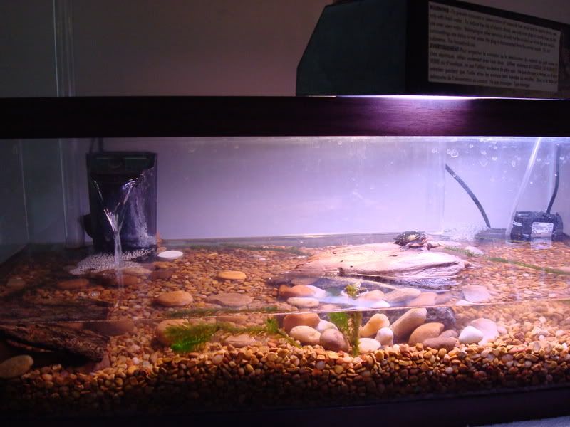 spottedsetup031.jpg