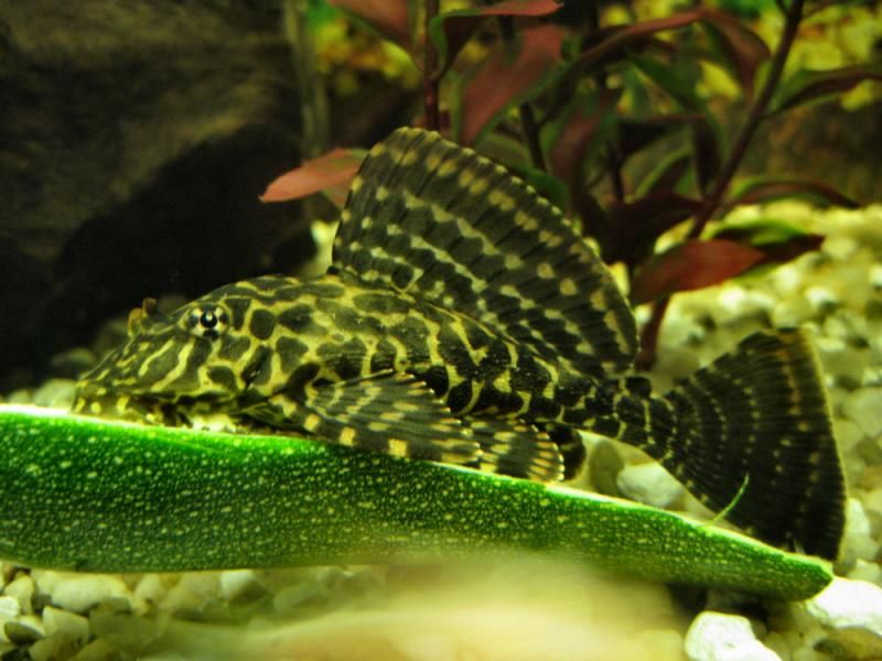 RedSpottedPleco_Notsure.jpg