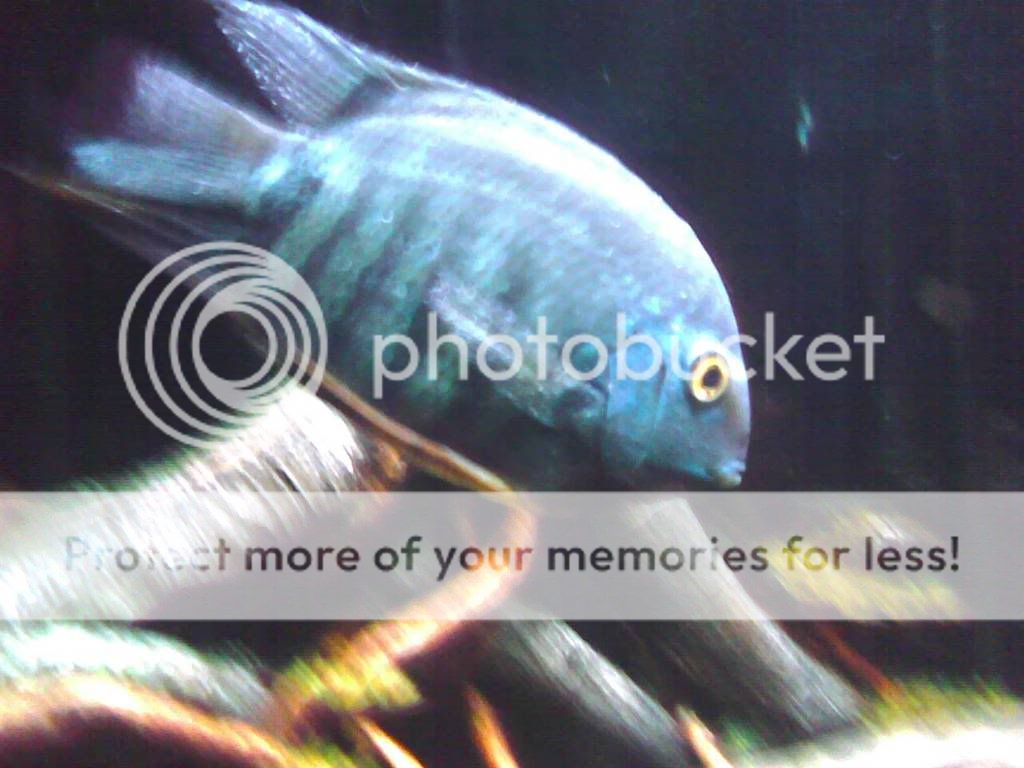 SeverumHighSpeed.jpg