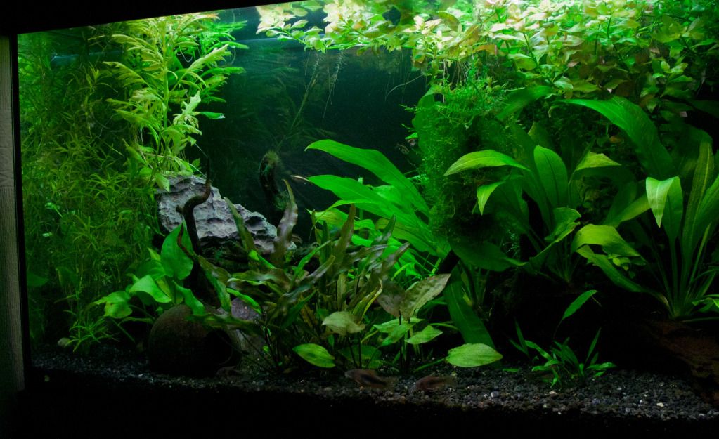 Fish-15.jpg