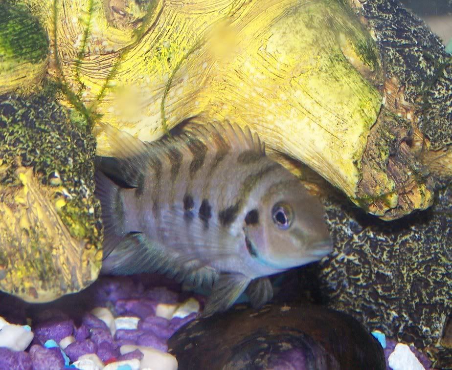 fish.jpg