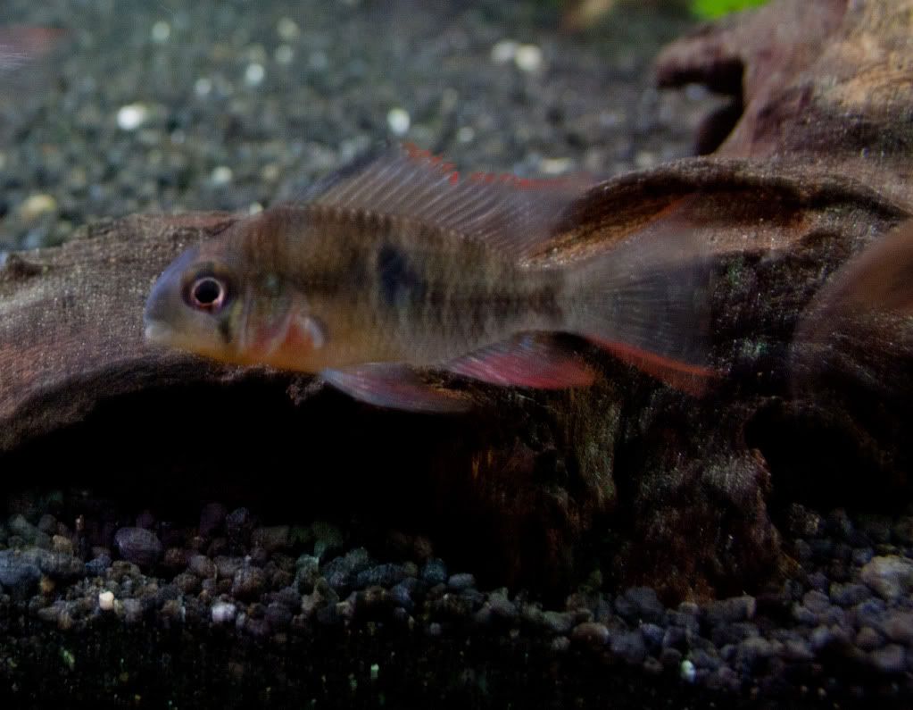 Fish-3.jpg