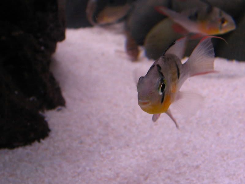 TankPics385.jpg