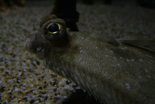 2118627450_6f55866f56.jpg