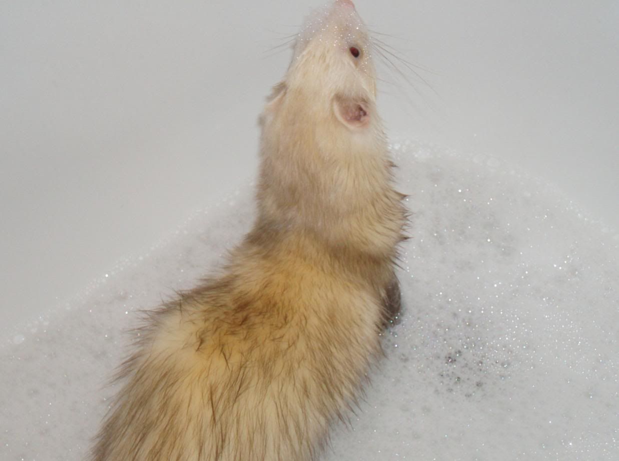 soapyfry2.jpg