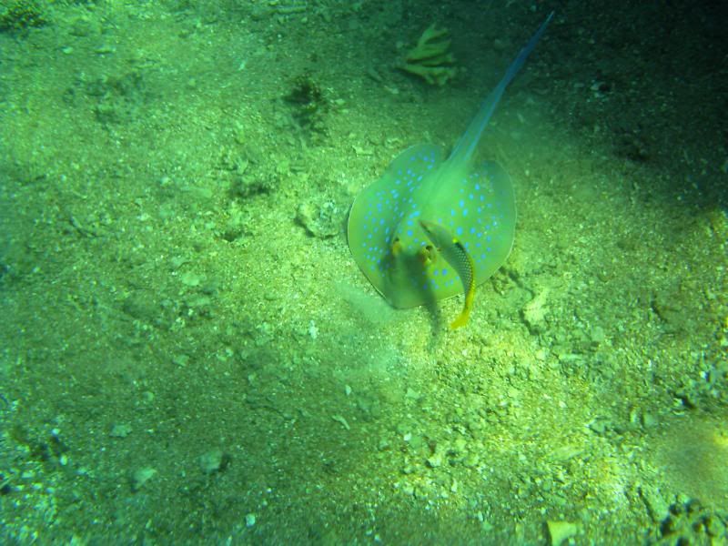 underwater178.jpg
