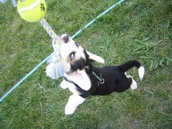 puppy1189.jpg