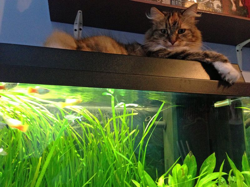 neko_zpsa6ab0aaf.jpg