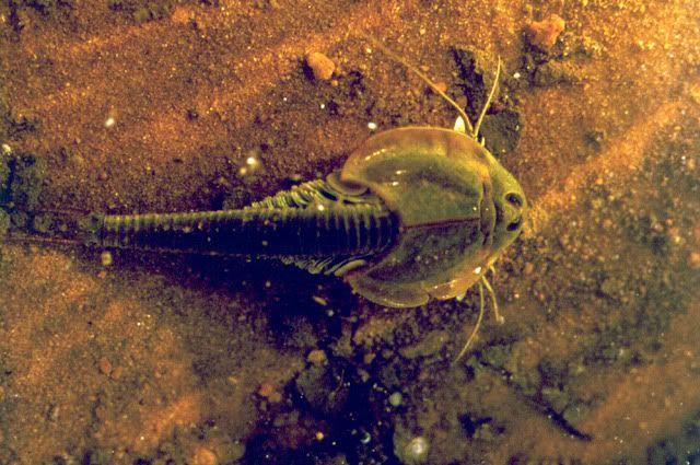 Triops_longicaudatus_3-1.jpg