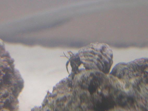 slug_hermit1.png