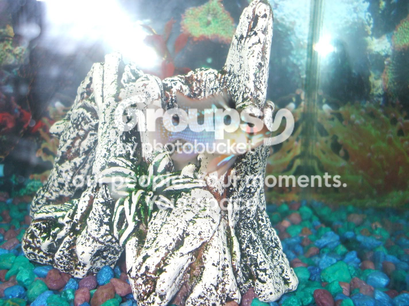 fishtankswithnewplants-12.jpg
