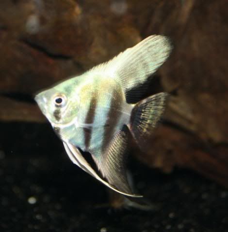 Fish17-05-09006.jpg