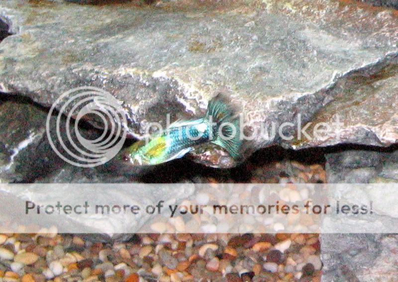 fish097.jpg