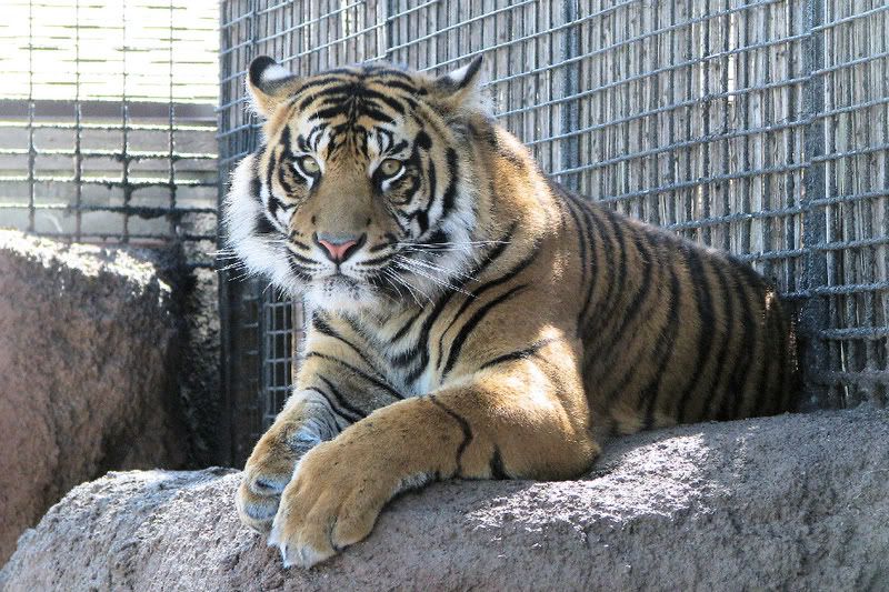 SumatranTigerMale1.jpg