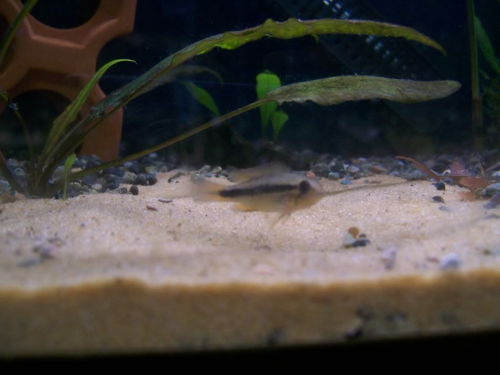 agassizi022.jpg