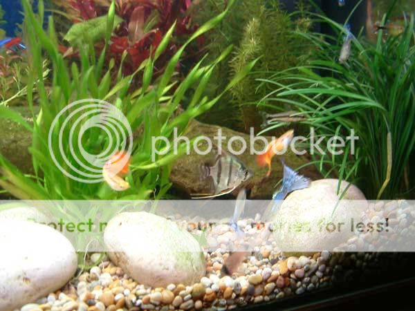tankpicfish.jpg