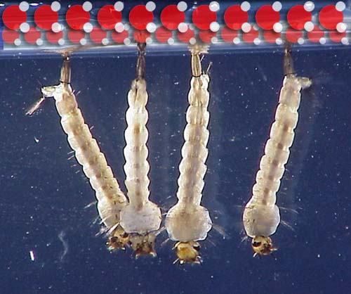 MosquitoLarvaWithWaterMolecules.jpg