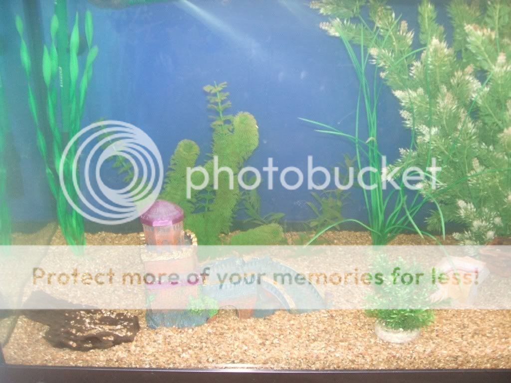 newtank3.jpg