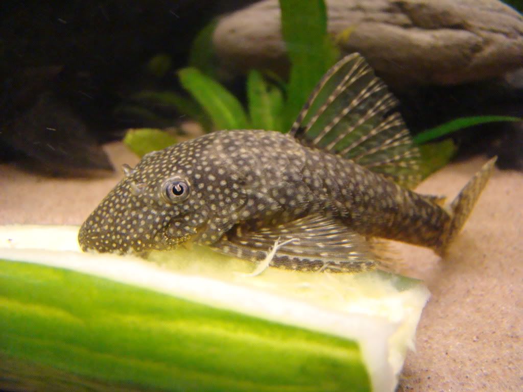 DSC00264.jpg