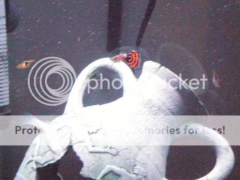 100_0034.jpg