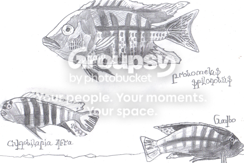 fish.png