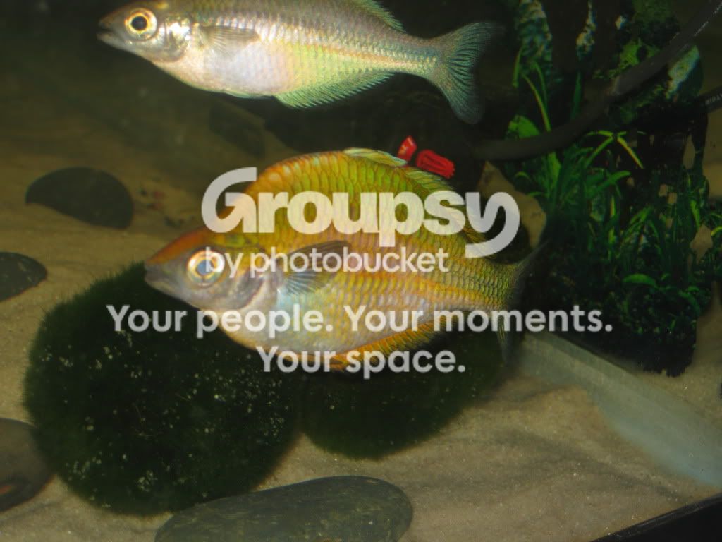 SpringFishExpo10049.jpg