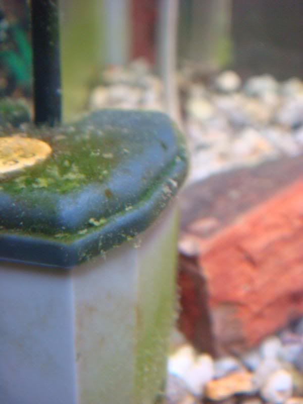 algea004.jpg
