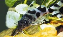 synodontis.jpg