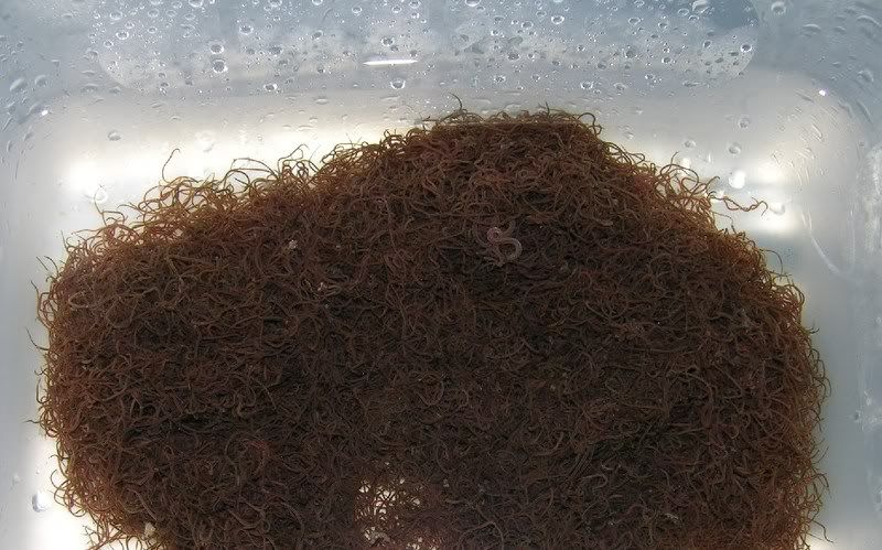 01-24-08bigworm1.jpg