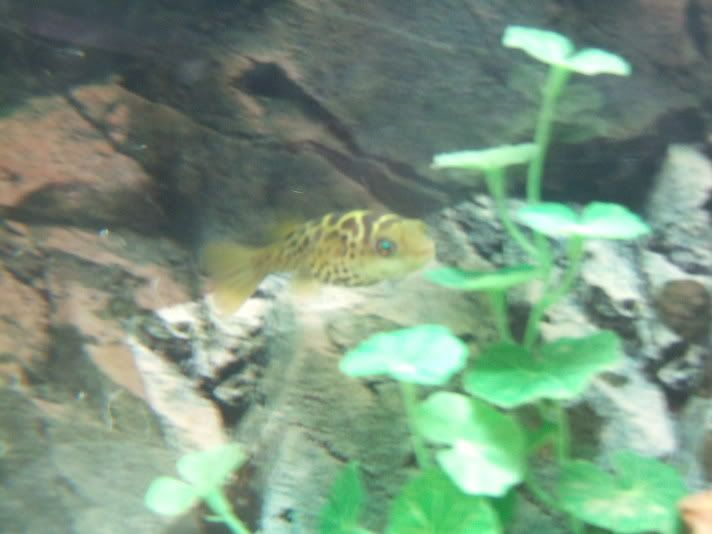 2006_0809Fish0013.jpg