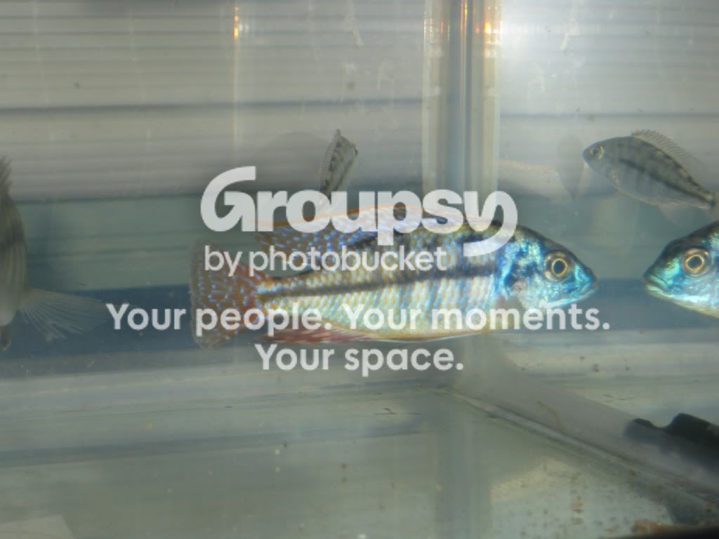 SpringFishExpo10044.jpg