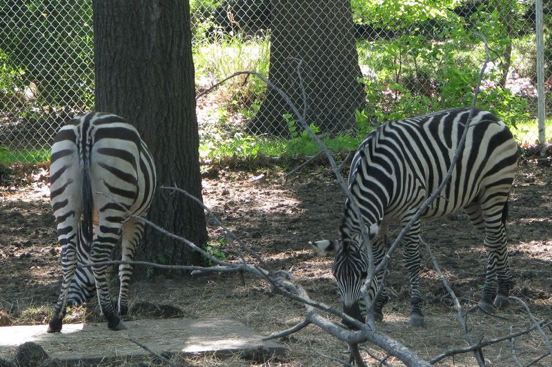 Zebra3.jpg