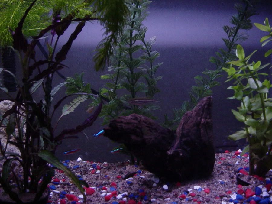 fishtank12.jpg