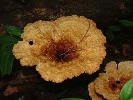 fungi-merimbun.jpg