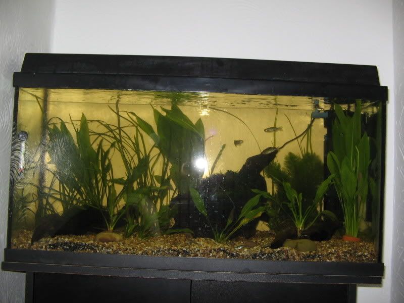 tank001.jpg
