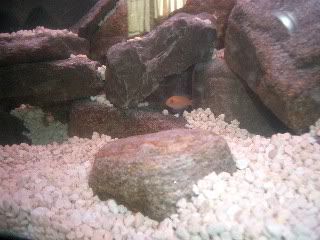 Picture068.jpg
