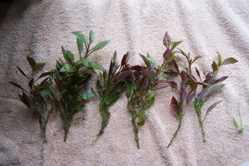 ludwigia.jpg