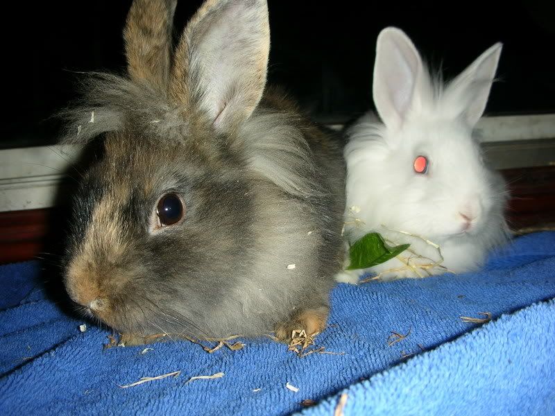 rabbits009.jpg
