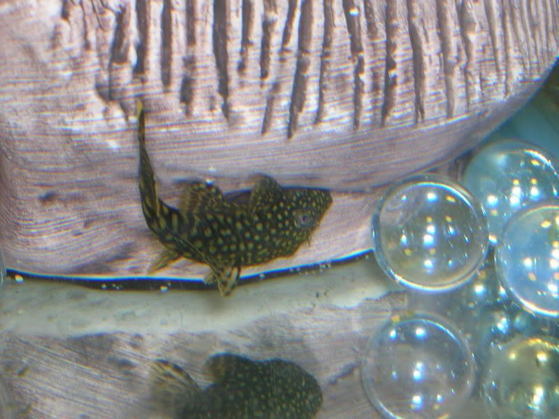 DSCN1188.jpg