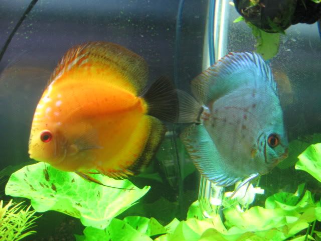 tropicalfishforumpics004.jpg