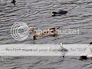 Image127.jpg