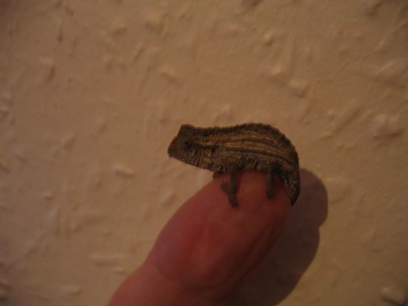 pygmy.jpg