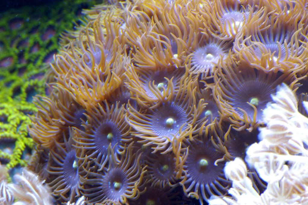 zoa2-1.jpg